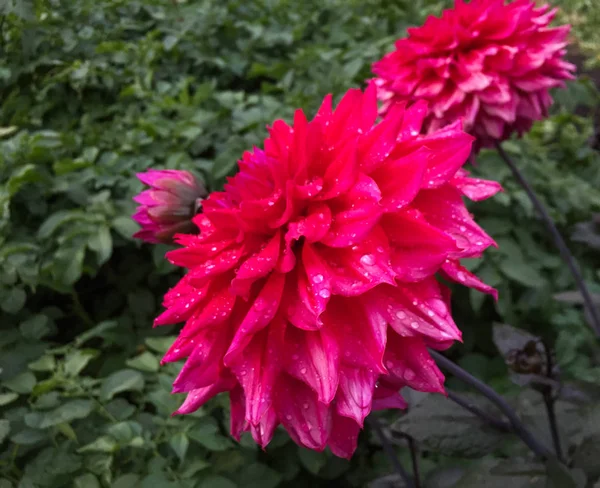 Dahlienblüte im Botanischen Garten — Stockfoto