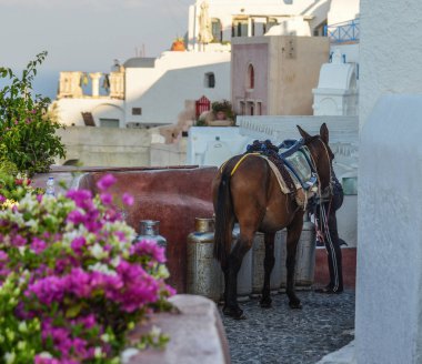 Santorini Adası 'nda yürüyen bir katır 