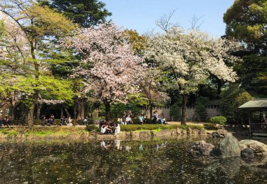 Bahar zamanı kiraz çiçeği (hanami) 