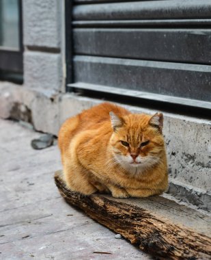 İstanbul, Türkiye 'de sokakta güzel bir kedi