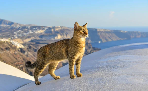 Un chat debout sur le toit de la vieille maison — Photo