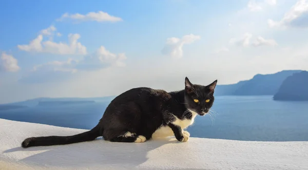 Un gato de pie en la azotea de la vieja casa — Foto de Stock