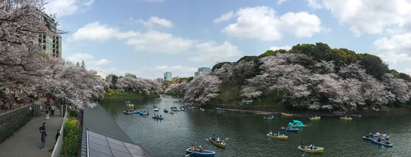 Цветение сакуры (ханами) в весеннее время — стоковое фото