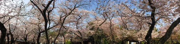 봄철에 벚꽃 ( 하나 미 ) — 스톡 사진