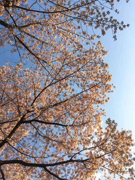 Flor de cerezo (hanami) en primavera — Foto de Stock