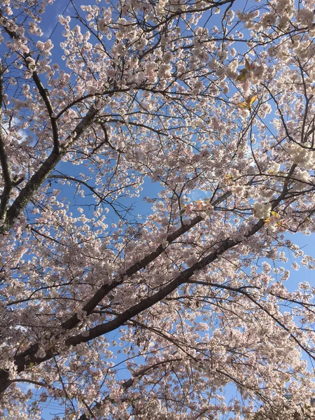 Flor de cerezo (hanami) en primavera —  Fotos de Stock