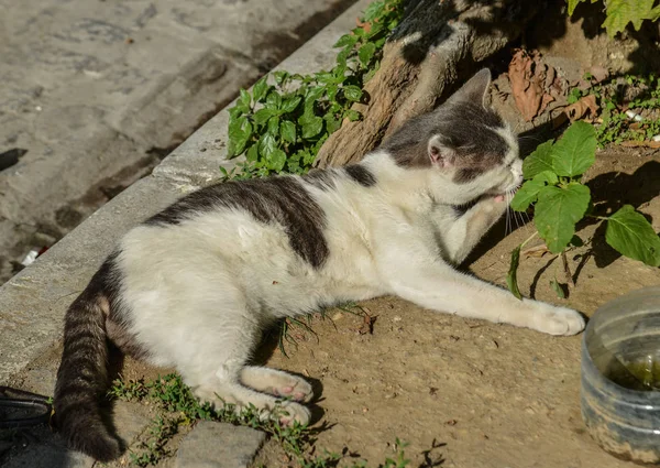 Un lindo gato en la calle en Estambul, Turquía — Foto de Stock