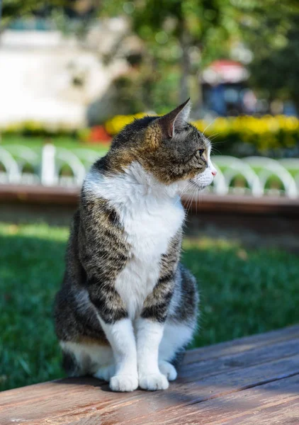 Śliczny kot na ulicy w Stambule, Turcja — Zdjęcie stockowe