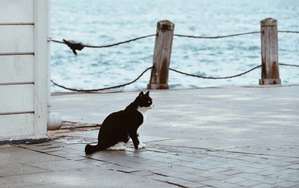 Un lindo gato en la calle en Estambul, Turquía — Foto de Stock