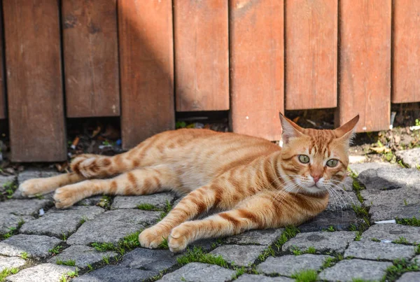 En söt katt på gatan i Istanbul, Turkiet — Stockfoto