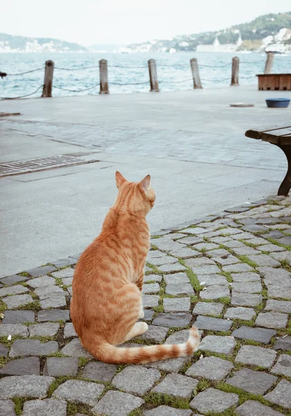 En söt katt på gatan i Istanbul, Turkiet — Stockfoto