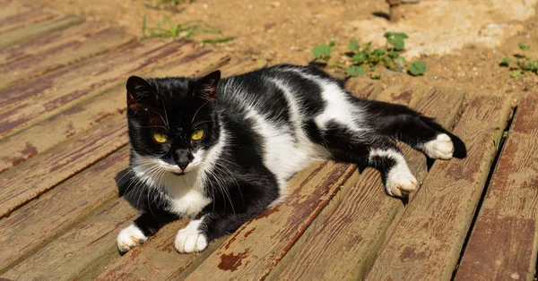 Un lindo gato en la calle en Estambul, Turquía — Foto de Stock