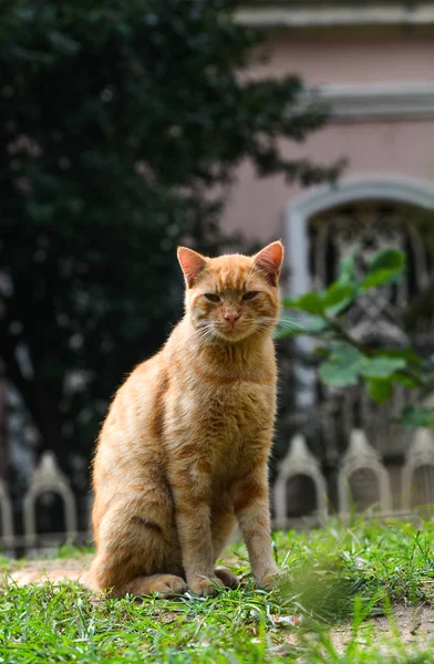 터키 이스탄불의 거리에 있는 예쁜 고양이 — 스톡 사진