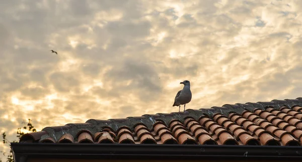 A bird standing on rooftop of brick house — Stock Photo, Image