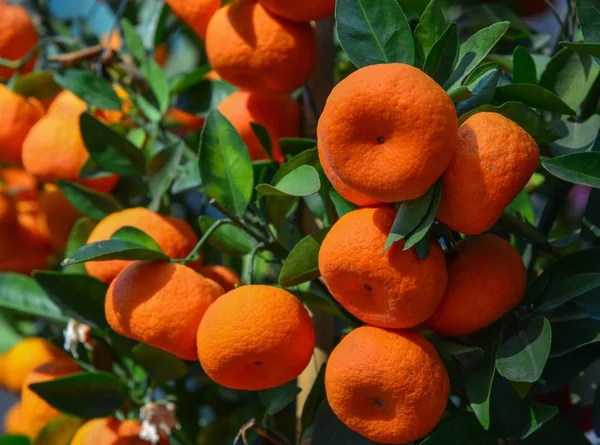 Zářivé oranžové citrusové plody na stromě Kumquat — Stock fotografie