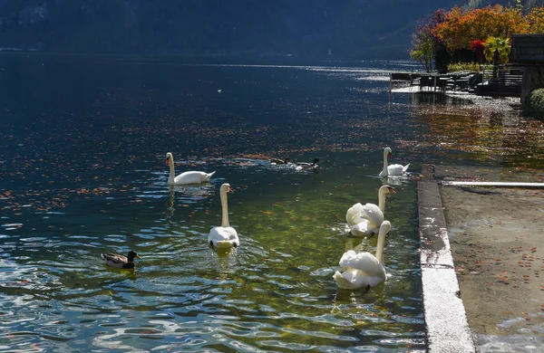 Baharda gölette güzel bir kuğu — Stok fotoğraf