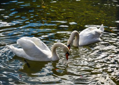 Baharda gölette güzel bir kuğu