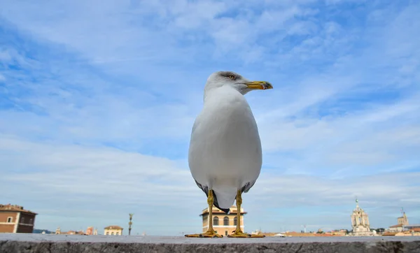 Grande mouette assise sur la frontière en béton — Photo