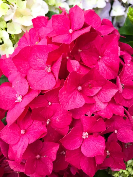 Ajisai flower (Hydrangea) blooming in spring