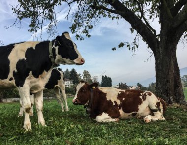 Cows relax on the grass