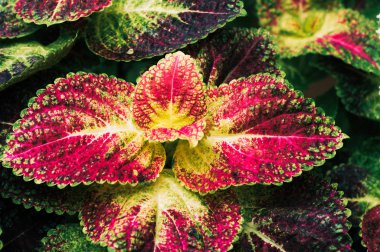 Dekorasyon için saksıda küçük bitkiler 