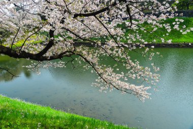 Tokyo 'da kiraz çiçeği, Japonya