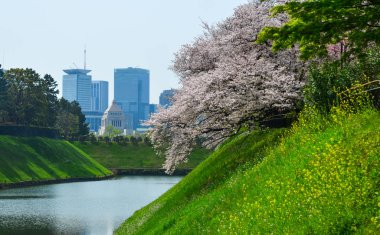 Tokyo 'da kiraz çiçeği, Japonya