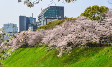 Tokyo 'da kiraz çiçeği, Japonya