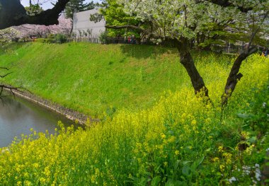 Halk parkında sarı hardal çiçekleri 