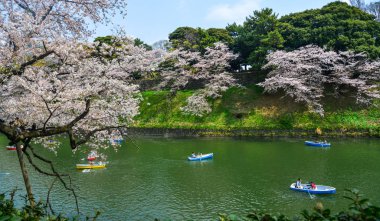 Tokyo 'da kiraz çiçeği, Japonya