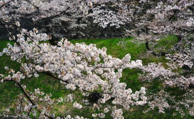 Tokyo 'da kiraz çiçeği, Japonya