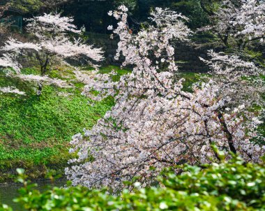 Tokyo 'da kiraz çiçeği, Japonya