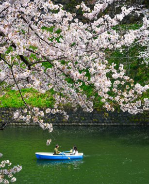 Tokyo 'da kiraz çiçeği, Japonya