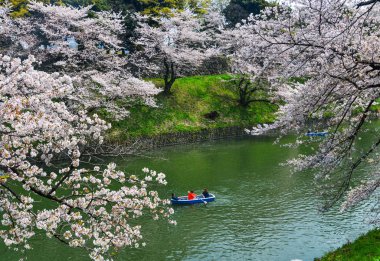 Tokyo 'da kiraz çiçeği, Japonya