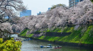 Tokyo 'da kiraz çiçeği, Japonya