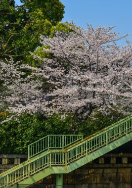 Tokyo 'da kiraz çiçeği, Japonya