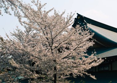 Tokyo 'da kiraz çiçeği, Japonya
