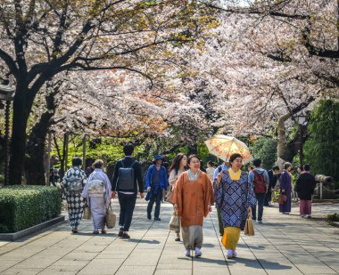 İnsanlar kiraz çiçeği zevk (Hanami) 
