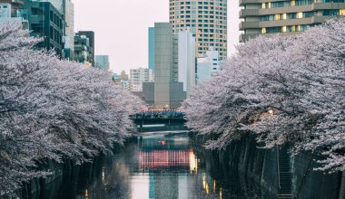 Kiraz çiçeği gece sahnesi 