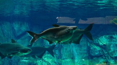 Akvaryumdaki güzel tatlı su balığı