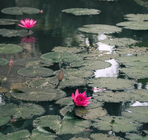 春に池に咲く睡蓮 — ストック写真