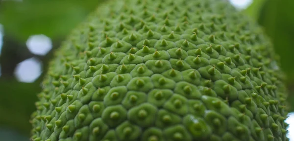 Fruits à pain frais (Artocarpus Altilis) sur un arbre — Photo