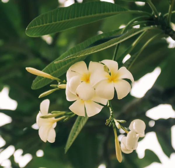 Weiße und gelbe Blüten von plumeria frangipani — Stockfoto