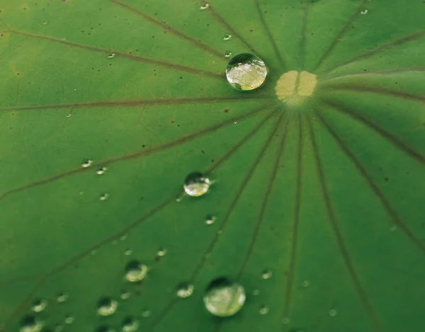 Droplets of water in the big grean leaf — Stock Photo, Image