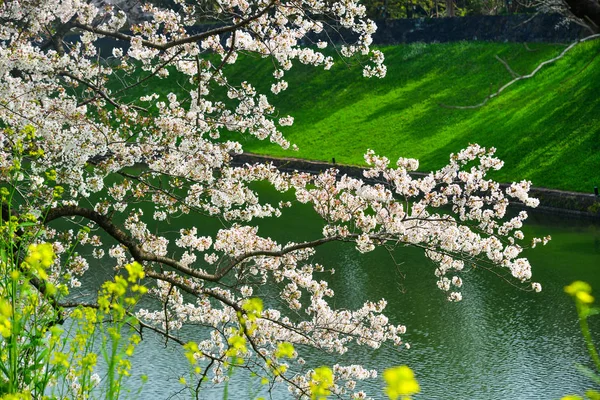 Cseresznyevirág Tokyoban, japánban — Stock Fotó