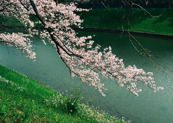 Fleur de cerisier à Tokyo, Japon — Photo