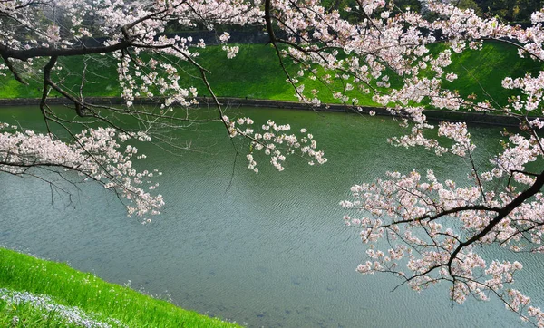 Цветок вишни в Токио, Япония — стоковое фото