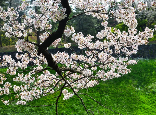 Ανθός κερασιάς στο Τόκυο, Ιαπωνία — Φωτογραφία Αρχείου