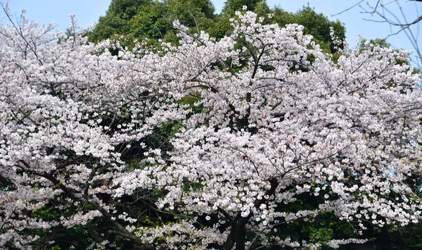 Цвіт вишневого цвіту в токьо (япан). — стокове фото