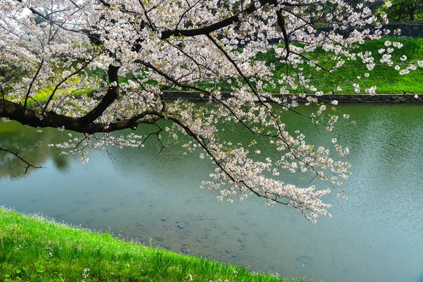 Flor de cereja em tokyo, japão — Fotografia de Stock